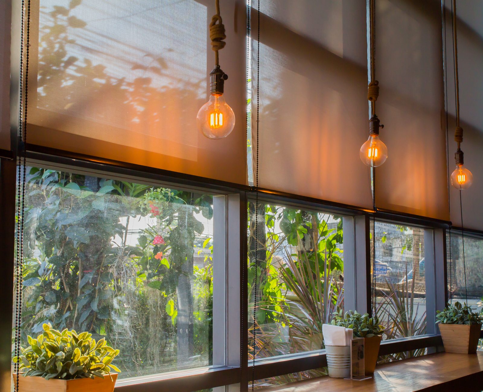 Sunscreen roller blinds across a planted conservatory wall in warm evening light